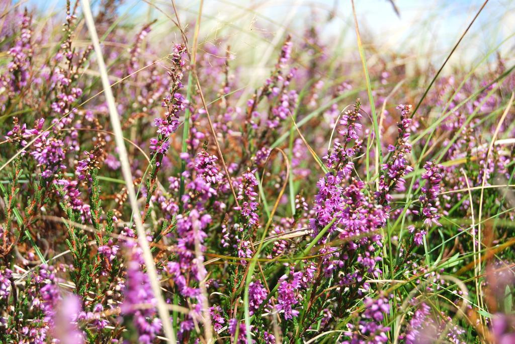 Ferienwohnung Hiddensee In Vitte Luaran gambar